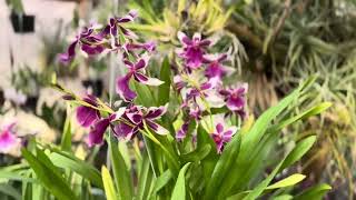 Miltonia orchids [upl. by Krishna401]