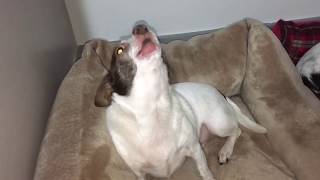 Female Chihuahua Howling And Talking [upl. by Craig]