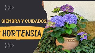 COMO SEMBRAR HORTENSIA EN MACETAS Y COMO TENER HORTENSIAS SIEMPRE BELLAS [upl. by Alvin]