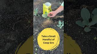 How to Grow quotDinosaur Kalequot in Your Backyard Garden coopgro organic [upl. by Alios223]