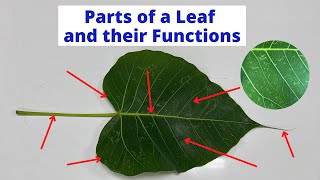 PARTS OF A LEAF  Leaf Parts and their Functions  Science Lesson [upl. by Randal]