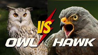 OWL VS HAWK  5 Surprising Differences You Never Knew About [upl. by Eronel435]