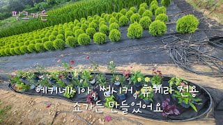 조경수 가드닝 에키네시아 썬시커 휴케라 쇼가든 보시겠어요 [upl. by Ehrenberg454]