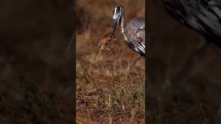 herons bonsaiherons formulaheron blueheron eats ducklingherons fountainheron callheron bird [upl. by Marteena641]