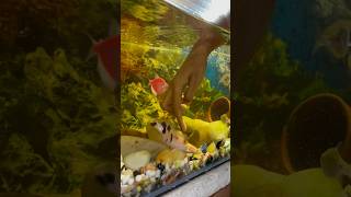 Singi fish badi hogai singifish petfish aquarium petfishlover petsman fishing [upl. by Erena670]