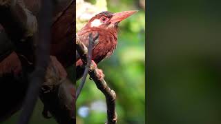 Jacamar  Aves del Amazonas amazonas birdsofcolombia wildlife birding nikonp1000 nikoncreators [upl. by Adnarrim774]