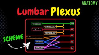 Lumbar plexus Scheme  QUIZ  Anatomy [upl. by Ricky624]