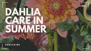 Dahlia care in summer  easy gardening for beginners [upl. by Ilajna]