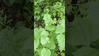 Flowers of our south Norfolk fields  Garlic Mustard or Jackbythehedge [upl. by Nytsuj]