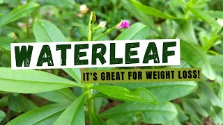 The Surprising Health Benefits of Waterleaf [upl. by Farver]