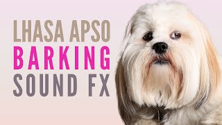 Lhasa Apso Barking Sounds Fixing Lhasa Apso Barking Problems [upl. by Hogan731]