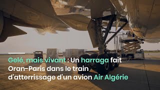 Gelé mais vivant  Un harraga fait OranParis dans le train datterrissage dun avion Air Algérie [upl. by Neehsuan]