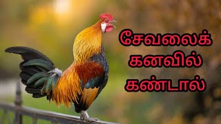 சேவலைக் கனவில் கண்டால் என்ன பலன்sevalai kanavil kandal enna palanrooster in dreamAnitas clips [upl. by Ahsait612]