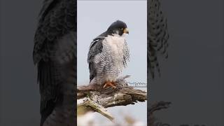 The Fastest Flying Bird In The World PeregrinebirdsShorts Peregrine falcon [upl. by Luckin]