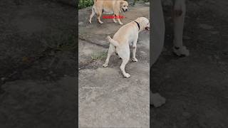 Kaalu Or Roxi  Panda Ki Potty Atak Gayi animalsneedpeople labrador streetdog pets animals dog [upl. by Yrdnal]