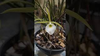 Orquídea Brassavola tuberculata e Cattleya  Laelia purpurata [upl. by Elisabeth]