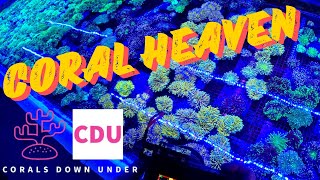 Shopping for Australian Coral at Corals Down Under Mackay [upl. by Jasmin616]