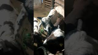 trending trendingcomedy viralvideo shorts animals funny goat vadivalu manihealthpetchi [upl. by Sudoeht]