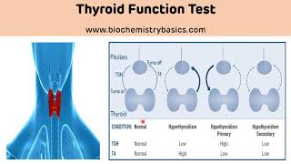 Thyroid Function Test Biochemistry  Thyroid Hormones  TFT [upl. by Nelly]