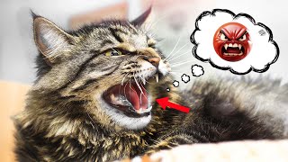 ULTIMATE Ways To STOP Cat Aggression [upl. by Turner801]