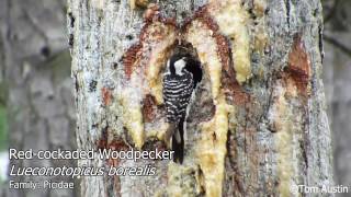 The Woodpeckers of South Carolina [upl. by Adnuhsat]