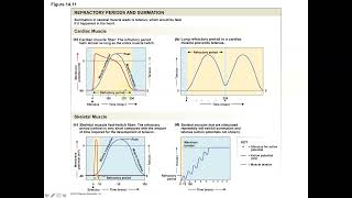 Unit 3 Part 6 Myocardial Action Potentials and the Influence of the ANS [upl. by Annawit]