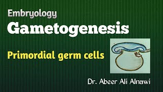 8 Embryology Gametogenesis  Part 1 Primordial germ cells Dr Abeer Ali Alnawi [upl. by Montagu]