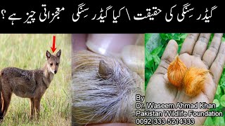 Reality of Gidar Singhi  Gidar Singhi Ki Haqeeqat Kya Hai  What is Geedar Singhi  Jackal Horn [upl. by Elaweda]