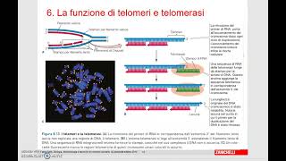 La funzione di telomeri e telomerasi [upl. by Alicea]