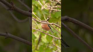 Chaffinch trying to see under branch [upl. by Marissa]