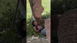 La titanoboa 🐍😱😂 tendencias trending funny humor viralshort [upl. by Mauri]