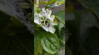 Passiflora edulis [upl. by Reginald697]