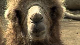 Bactrian Camel  Cincinnati Zoo [upl. by Natloz]