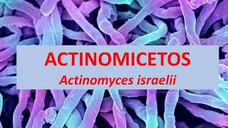 Microbiologia Médica Actinomyces israelli Actinomicetos [upl. by Yetah927]