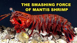 Mantis Shrimp Natures Superhero  ClimaX funfacts facts factsinhindi fact mantisshrimp [upl. by Gabrielle393]