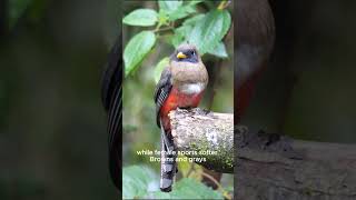 Secrets of the Masked Trogon Ecuador’s Colorful Bird [upl. by Anawek762]