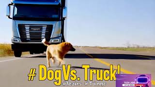 The dog narrowly escaped the trucks wheels [upl. by Ehlke992]