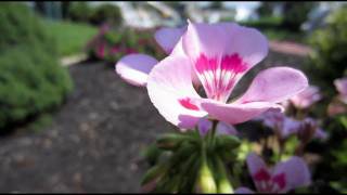 Canon PowerShot ELPH 300 HS HD Montage [upl. by Margarette405]