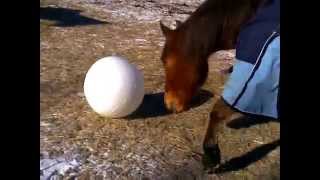 Hevonen Leikkii Pallolla  Horse Plays With Ball [upl. by Renick]