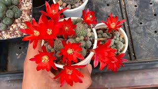 Rebutia heliosa El secreto de sus flores y cuidados Bolivia [upl. by Kcirrem103]