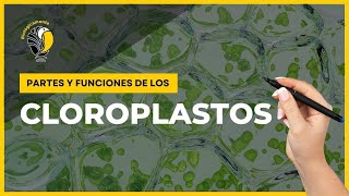 CLOROPLASTOS  Partes y funciones 🤩 [upl. by Alastair]