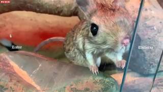 Greater Egyptian Jerboa Jaculus Orientalis [upl. by Weisbart]