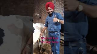 Purulent Materialvet udder health cow pashupatinath surgeon gaumata sewa gaushala animals [upl. by Wiskind]