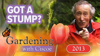 LOGGING IN Transform Your Yard with Mossy Stumpery  Gardening With Ciscoe  Full Episode [upl. by Delos677]