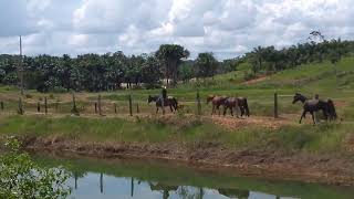 LEVANDO OS CAVALOS PARA O CURRAL [upl. by Grange]