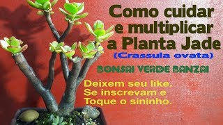 Como cuidar e fazer mudas por folha da Plantajade Crassula ovata [upl. by Narhem]