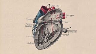 STORY OF A HEARTDevelopment of Interatrial Septum  Interventricular Septum and Trunchus Arteriosus [upl. by Drucy]