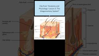 Clip from Anatomy and Physiology I Lesson 3 [upl. by Idalia]