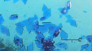 Copper Sulfate Crystals Timelapse [upl. by Sherris]