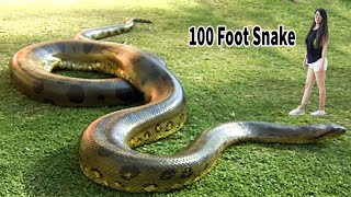 100 Foot Snake Big Anaconda Snake On Earth [upl. by Yenterb]